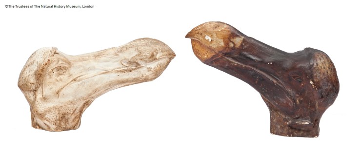 © The Trustees of the Natural History Museum London