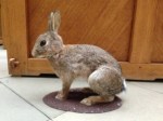 Example animal used in the research - Oryctolagus cuniculus and the toy rabbit 