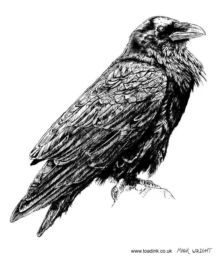 Mark Wright - Raven