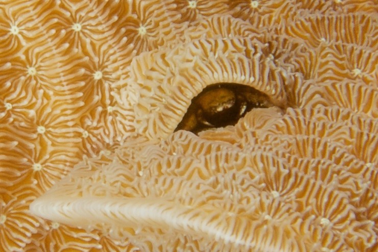 g-van-moorsel-ecosub