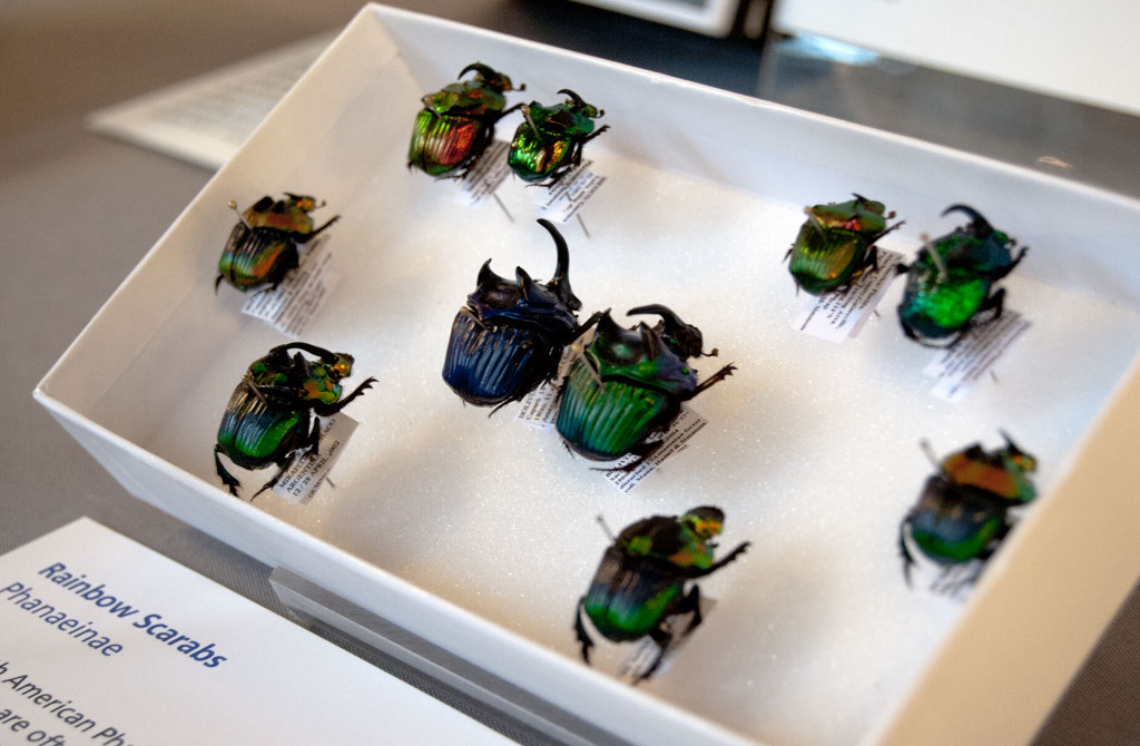 dung beetles – More Than A Dodo