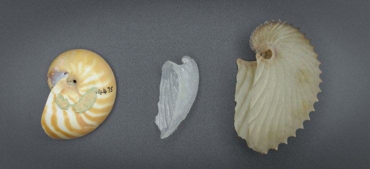 The three different kinds of ‘nautilus shells’ from left to right chambered nautilus Nautilus, glassy nautilus Carinaria and paper nautilus Argonauta. 