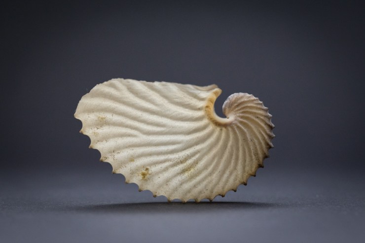 The fragile ‘paper nautilus’ the egg case and brooding chamber of an argonaut, Argonauta.