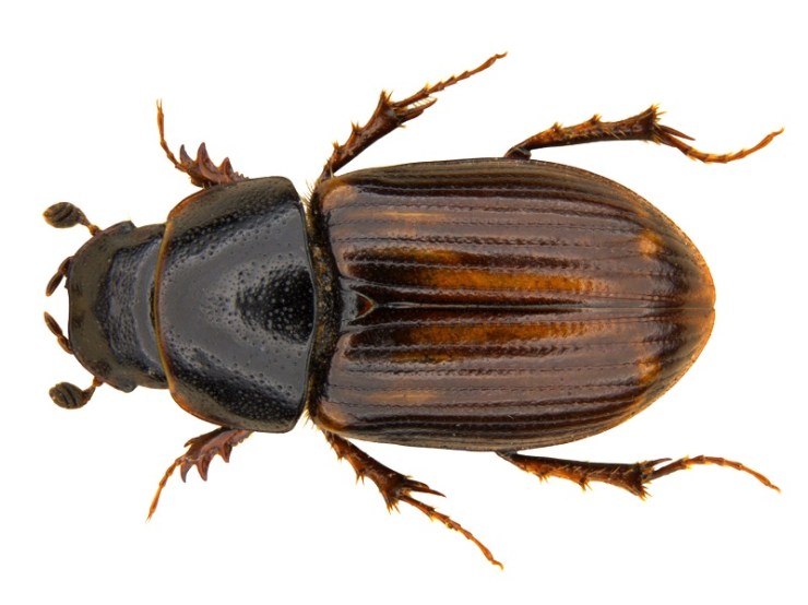 Melinopterus punctatosulcatus edit