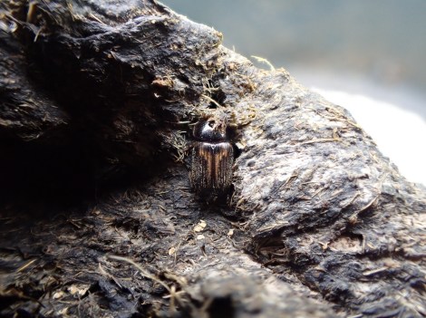 Melinopterus