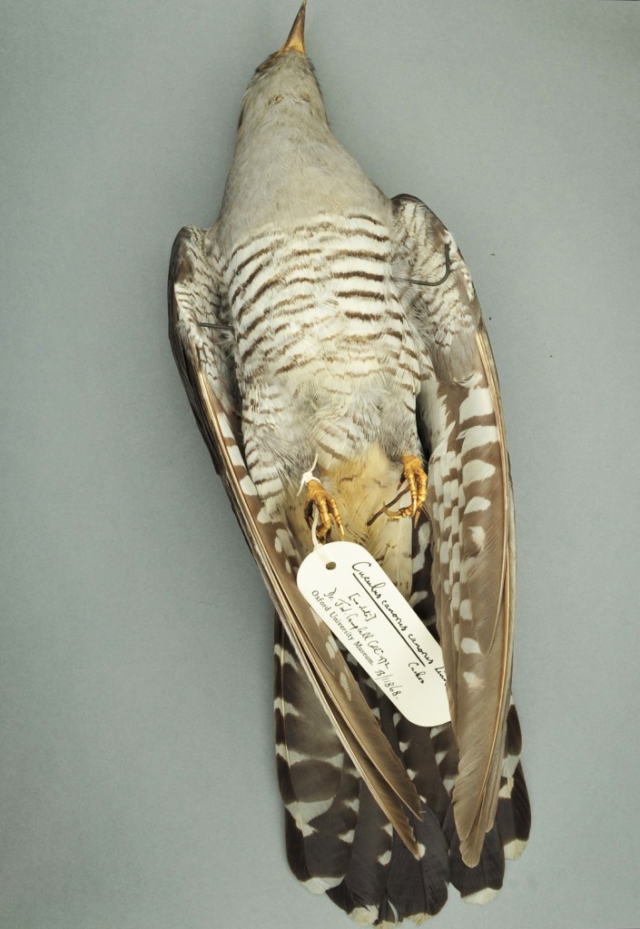 OUMNH.ZC.11868_Cuculus_canorus_canorus_Eileen_Westwig