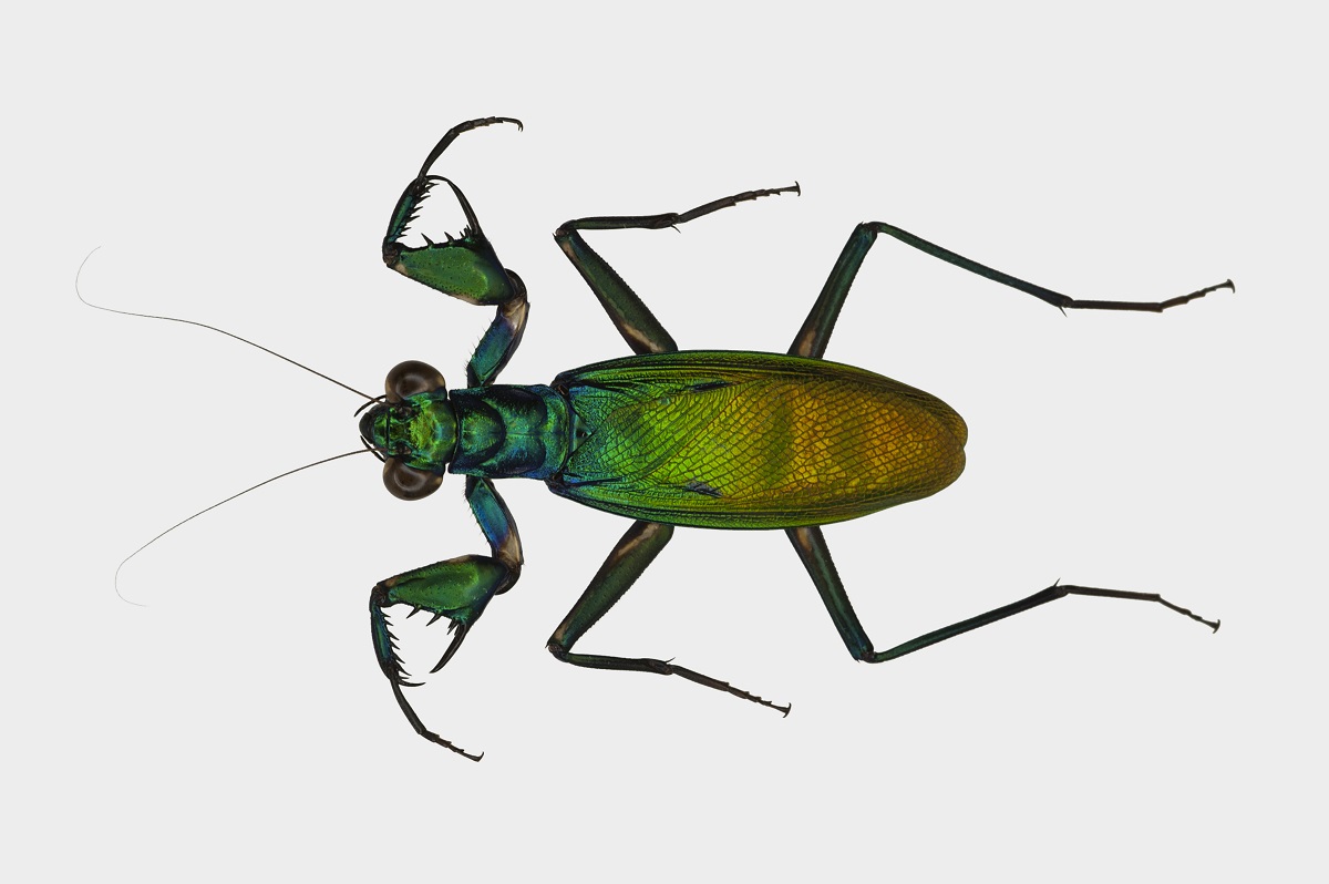 metallyticus-splendidus-dorsal