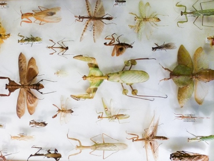 Display of different mantis species
