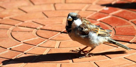 Very little is known about how the social behaviours of house sparrows are changing in urban habitats. Image Credit - Flickr/B Balaji, CC BY-NC 2.0