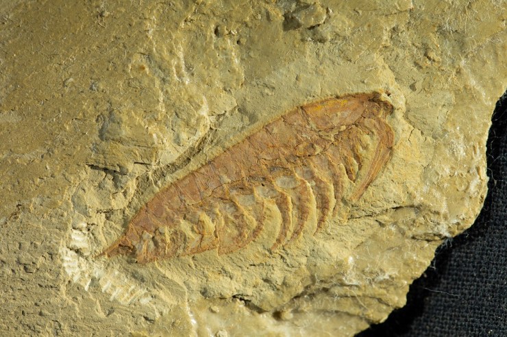 The arthropod Haikoucaris ercaiensis. Sometimes referred to as a ‘short-great-appendage’ arthropod, Haikoucaris had a pair of prominent grasping appendages adjacent to the head (right-hand side of this image). Credit: Scott Billings