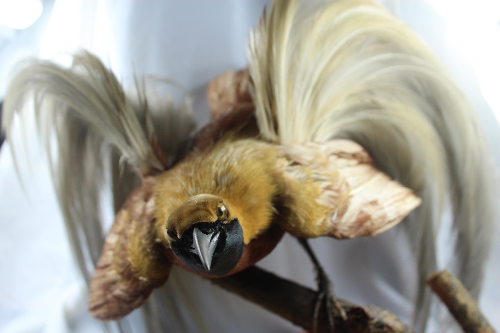 Birds of paradise – More Than A Dodo