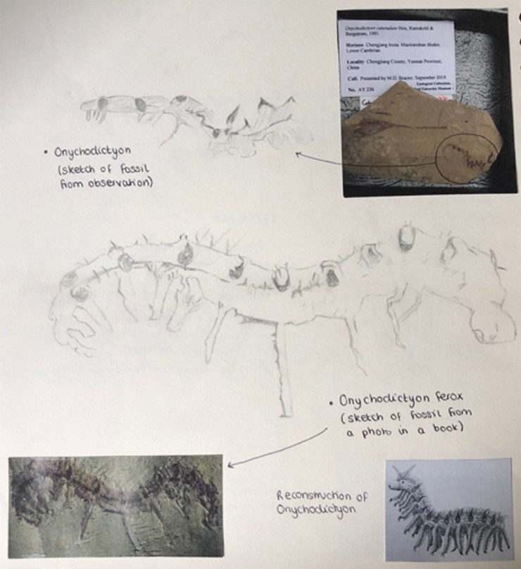 Abigail Harris - sketches for artwork showing reconstruction of Cambrian ocean animal life