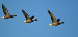 Image credit - Flickr/milo bostock, licensed under CC BY 2.0