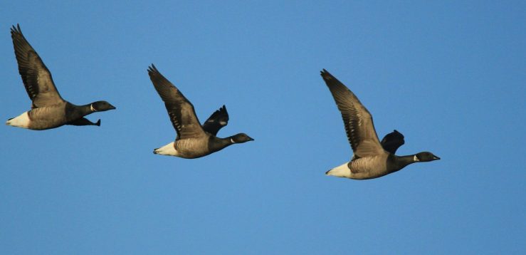 Image credit - Flickr/milo bostock, licensed under CC BY 2.0