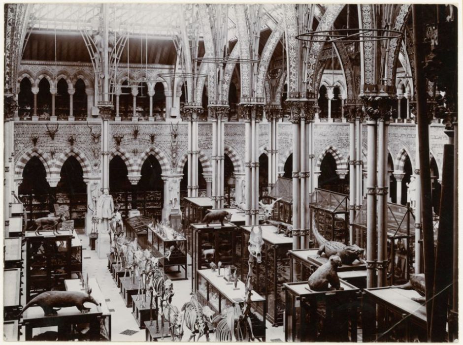 An ever-evolving museum – More Than A Dodo