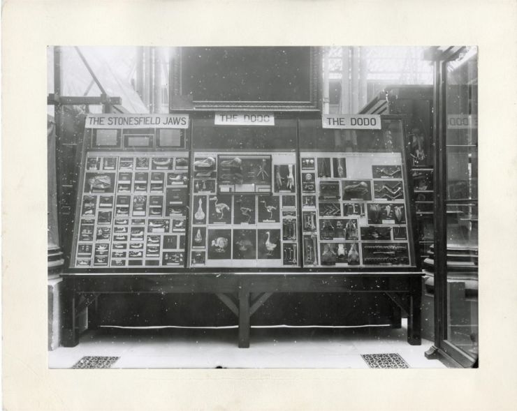 Early Dodo display case