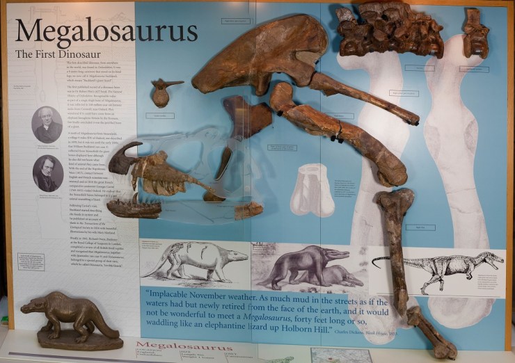 A display of the fossilised remains of Megalosaurus