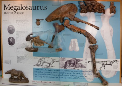 A display of the fossilised remains of Megalosaurus