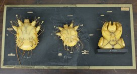 Wax models of magnified mites mounted on a black board