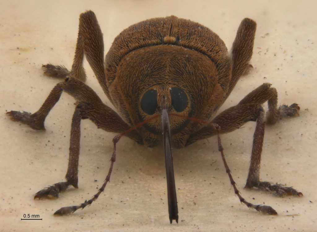 A high magnification image of an insect, face-on, showing large proboscis and brown body.