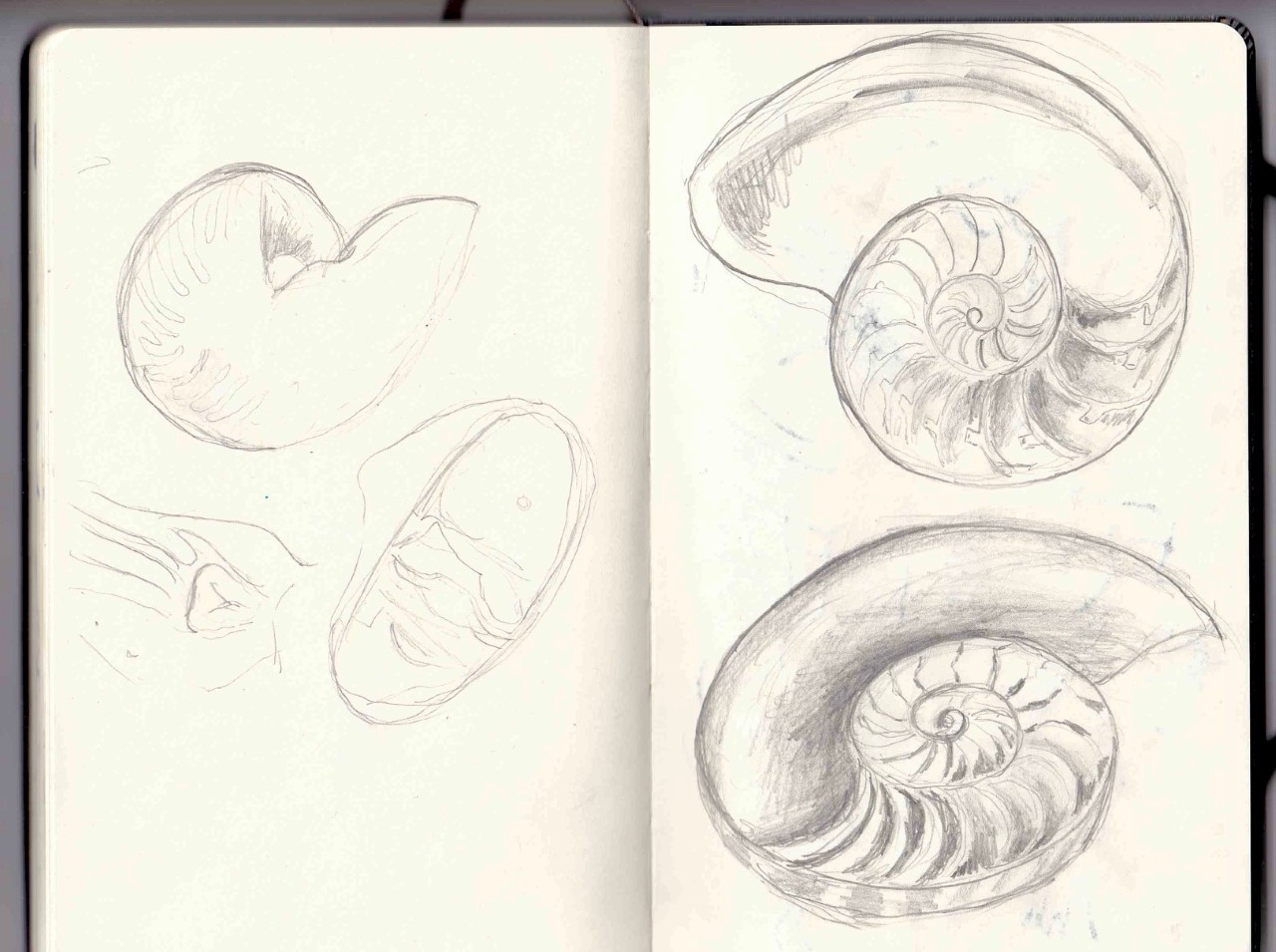 Artwork by @StephSkipp