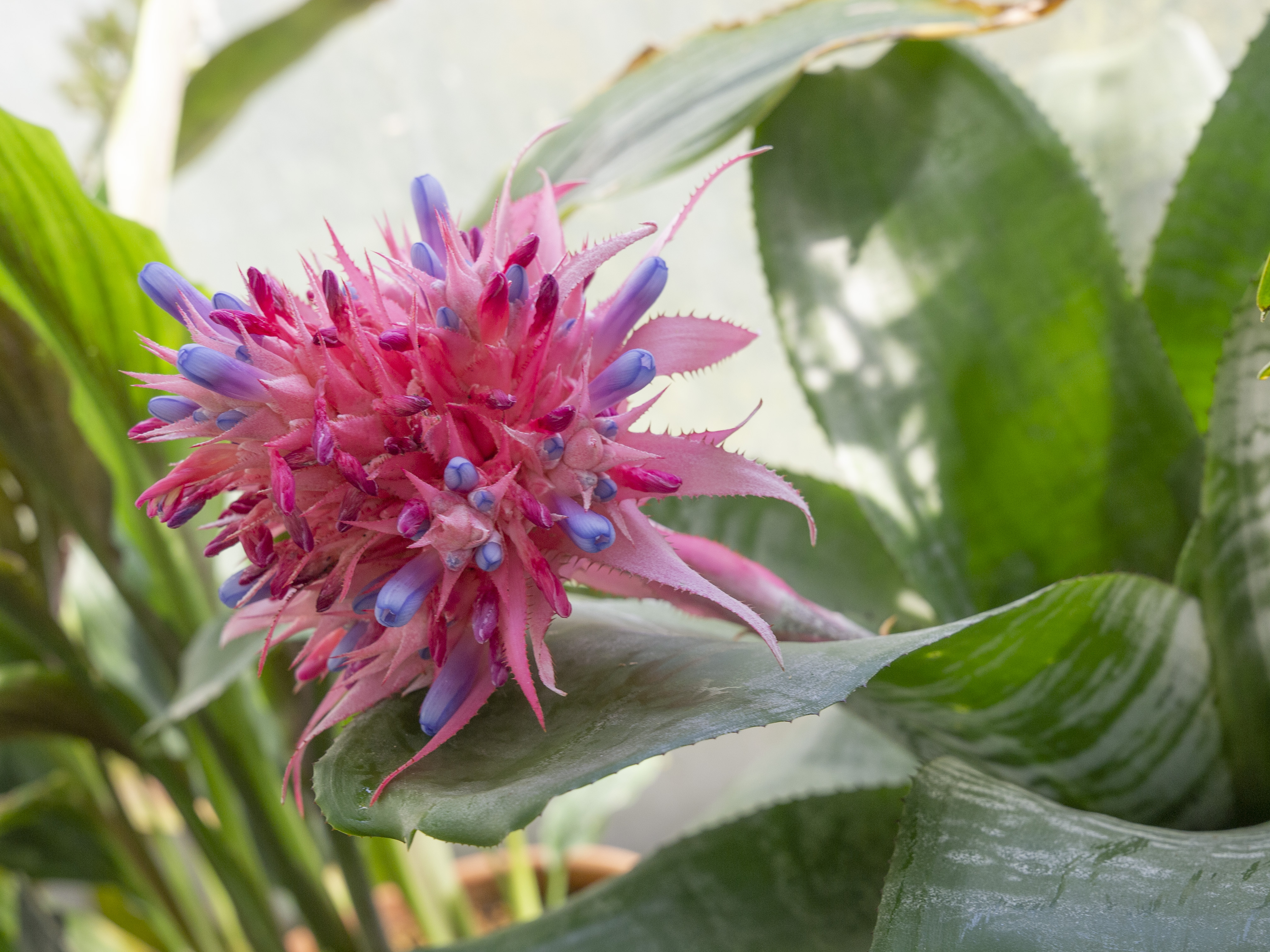 Bright pink and purple flower