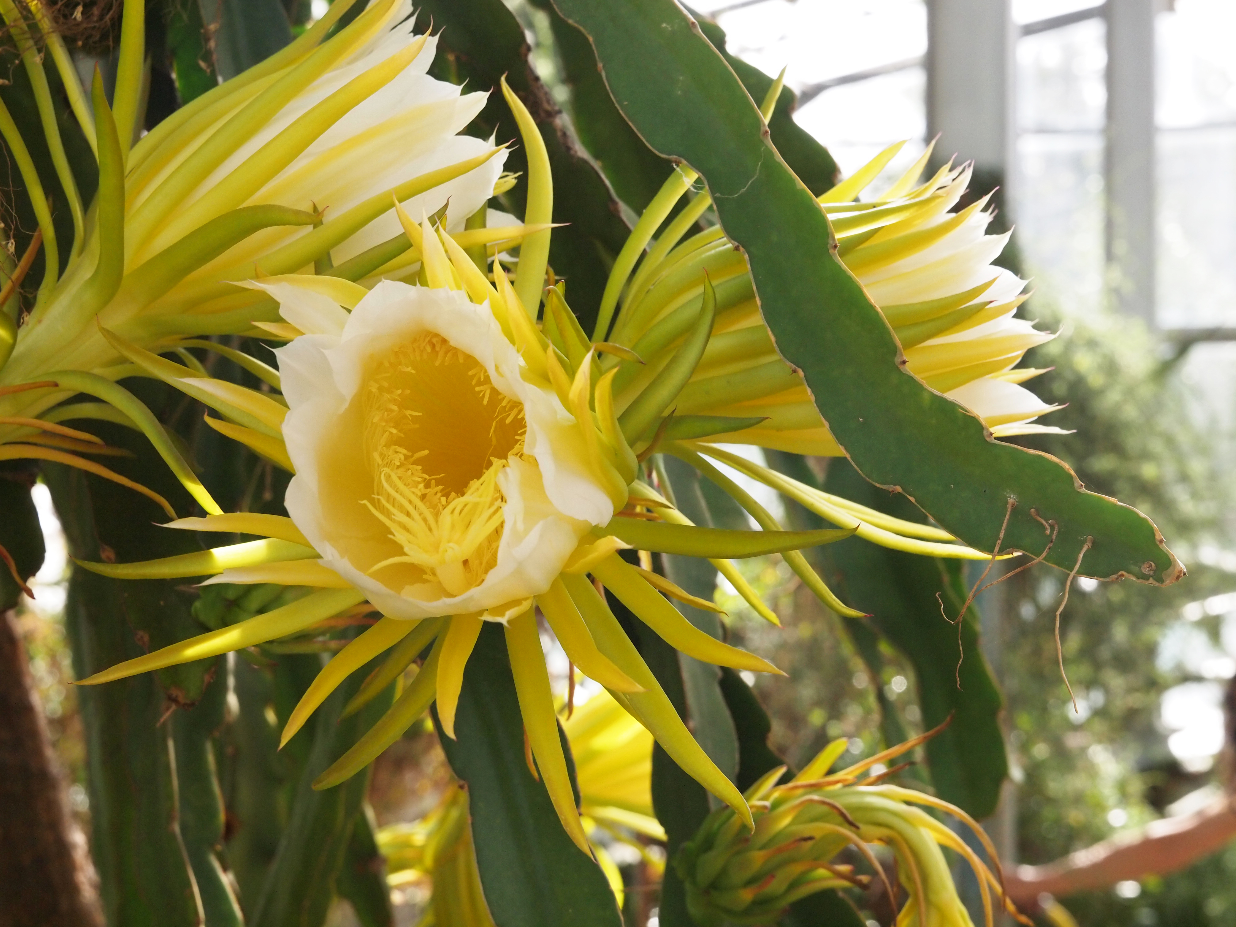 Large, open yellow flower