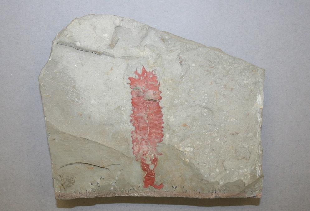 Red-coloured, irregular shaped fossil imprint on pale stone