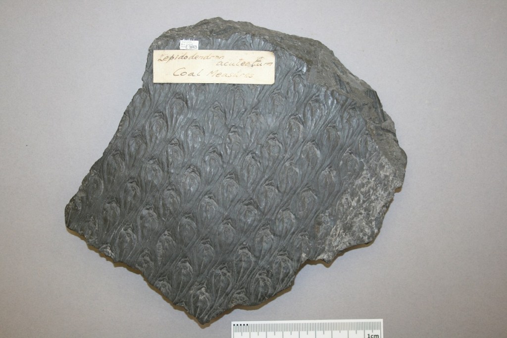 Repeated pattern fossil imprint on dark grey stone