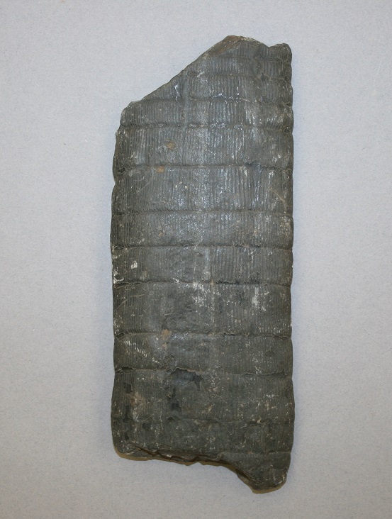 Striated fossil imprint on dark grey stone