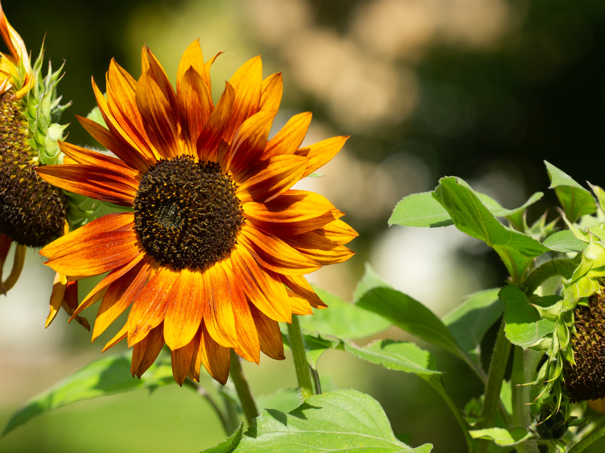 Orange sunflower head