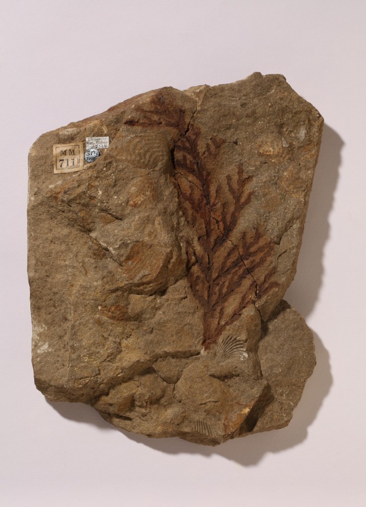 Branching pattern fossil imprint on brown stone