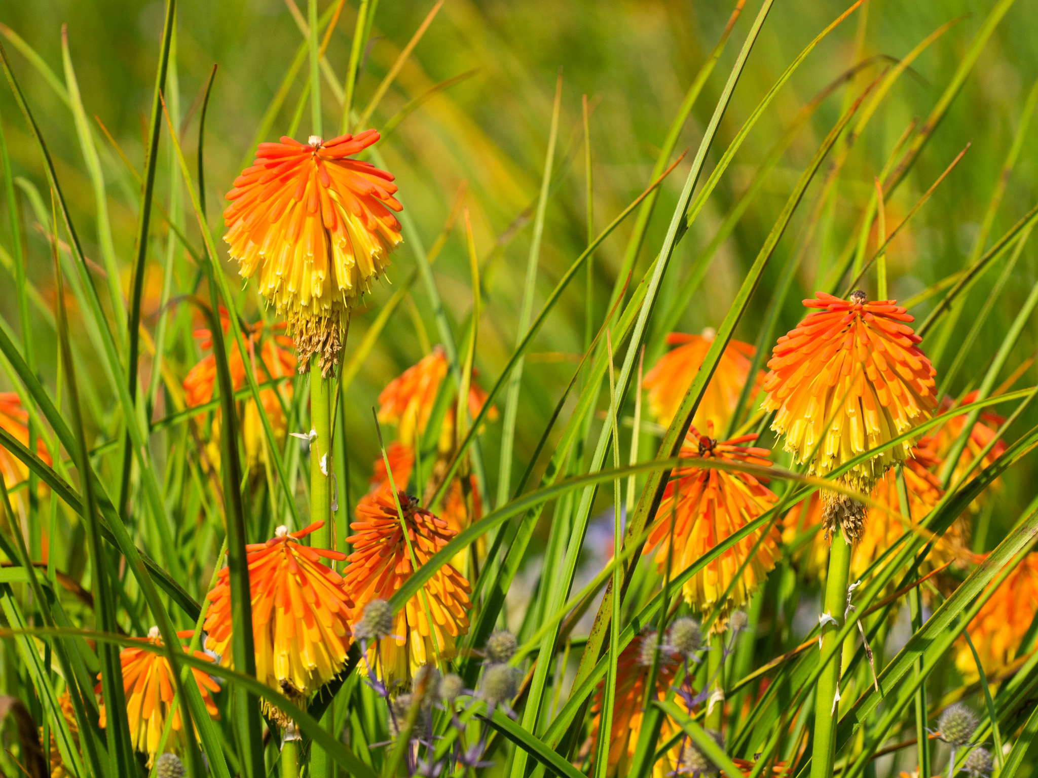 Red, orange, yellow flower