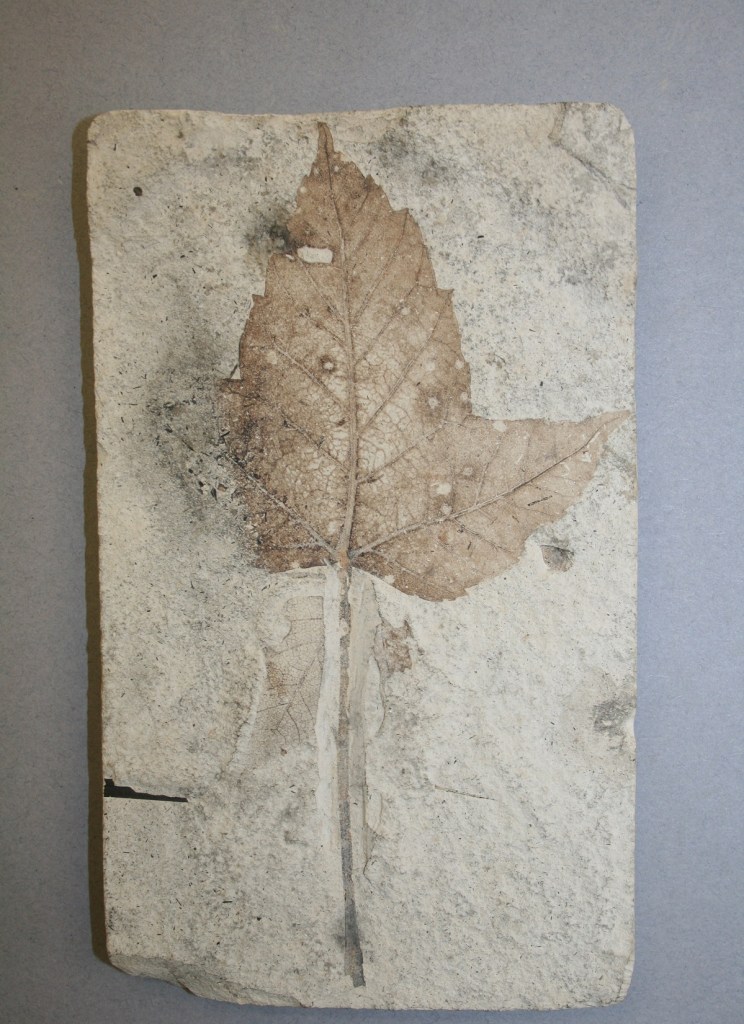 Fossil leaf imprint on pale stone