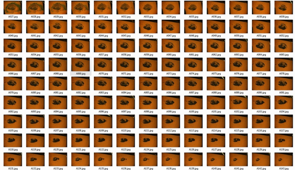 Grid of images show a fossil at different stages of grinding down
