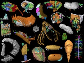 Coloured digital models of animals in strange shapes