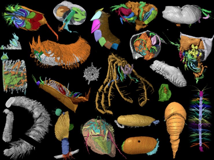 Coloured digital models of animals in strange shapes