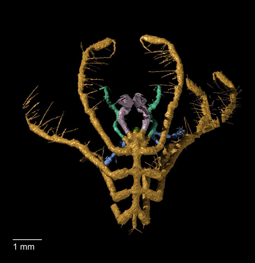 Coloured 3D computer model of spindly creature