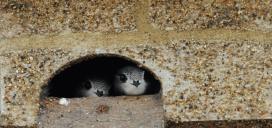 two swifts looking out from their nesting area