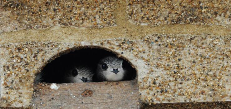 two swifts looking out from their nesting area