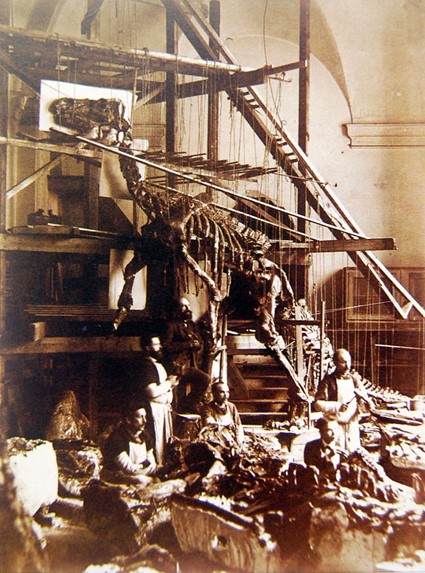 Sepia photograph of dinosaur skeleton supported by frames and scaffold