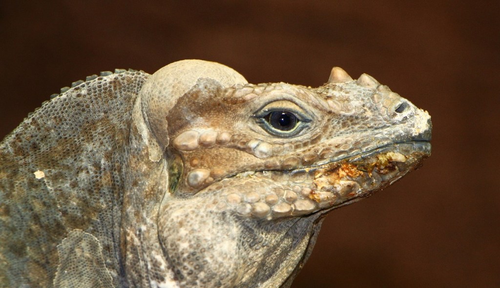 Close up photo of iguana head