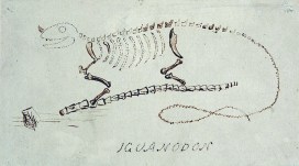 Ink drawing showing the skeleton of dinosaur