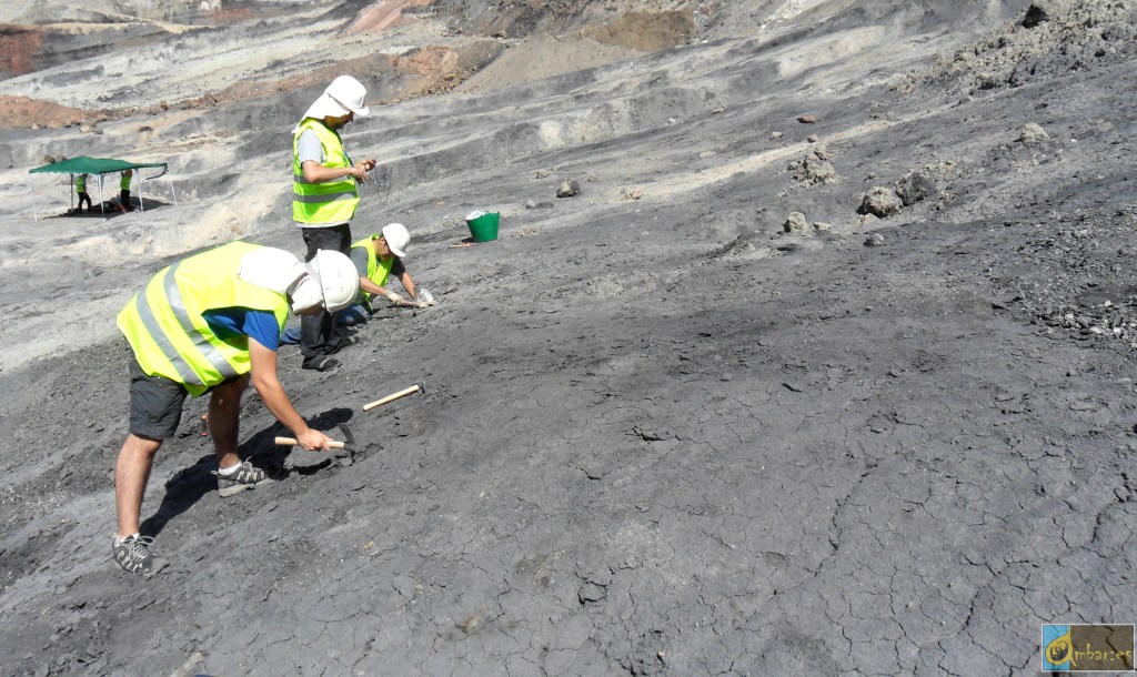 Manual extraction of amber from Ariño during the 2019 summer campaign