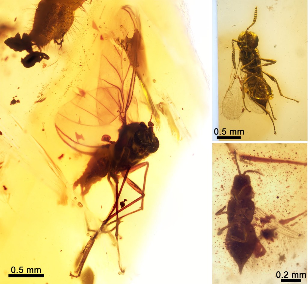 A selection of fossil insects found in Ariño amber: a true fly belonging to an extinct family (left), a platygastroid parasitoid wasp (top right), and a thrips (bottom right). Modified from Álvarez-Parra et al. 2021.