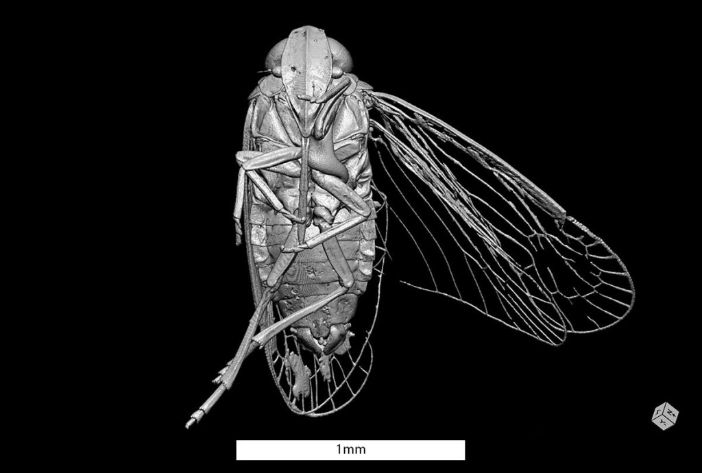 A monochrome, three-dimensional rendering of a new, yet undescribed species of Achilidae (Hemiptera: Fulgoromorpha), preserved in Miocene Dominican amber (~15 million years old).