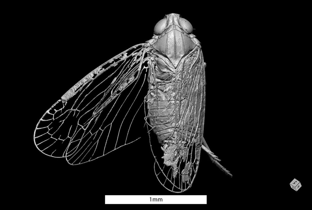 A monochrome, three-dimensional rendering of a new, yet undescribed species of Achilidae (Hemiptera: Fulgoromorpha), preserved in Miocene Dominican amber (~15 million years old).
