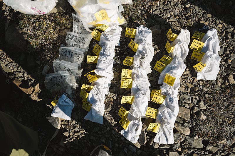 Organized rows of white sample bags with geological samples with yellow labels laid out on rocky ground.