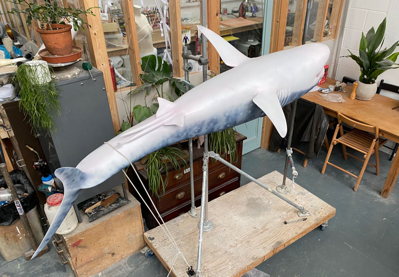 A fibreglass shark model mounted on a stand horizontally, positioned upside down with its underside upwards. with its head at the top of the image. In the background is workshop.