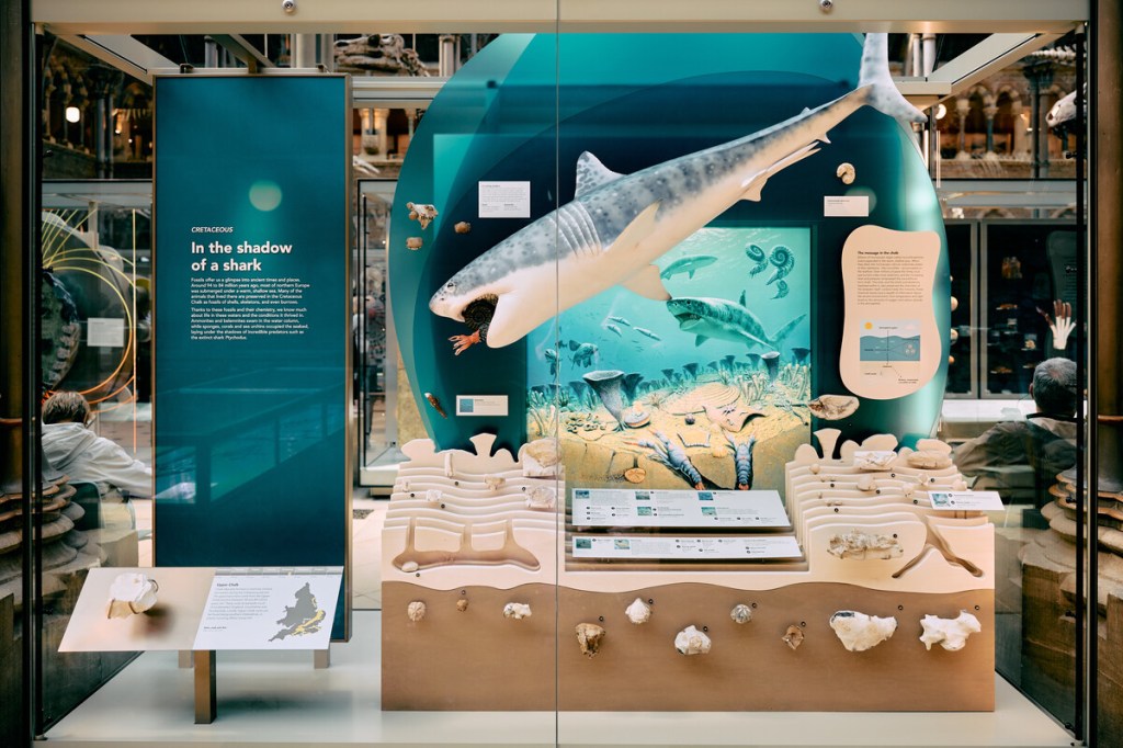 Museum exhibit showing a 2 metre long shark model against a backdrop artwork of an ocean containing drawings of other sharks, fish, ammonites and belemnites in the sea, along with corals, shellfish and lobsters on and burrowing into the seabed. Below this scene are a selection of chalk fossils. On the left the title panel is printed on blue acrylic and shows the display's name as 'In the shadow of a shark'.